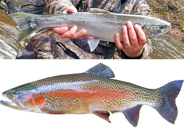 steelhead vs rainbow trout