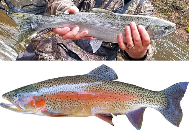 $20 Walmart Trout/Steelhead Fishing Challenge (rod, reel, line