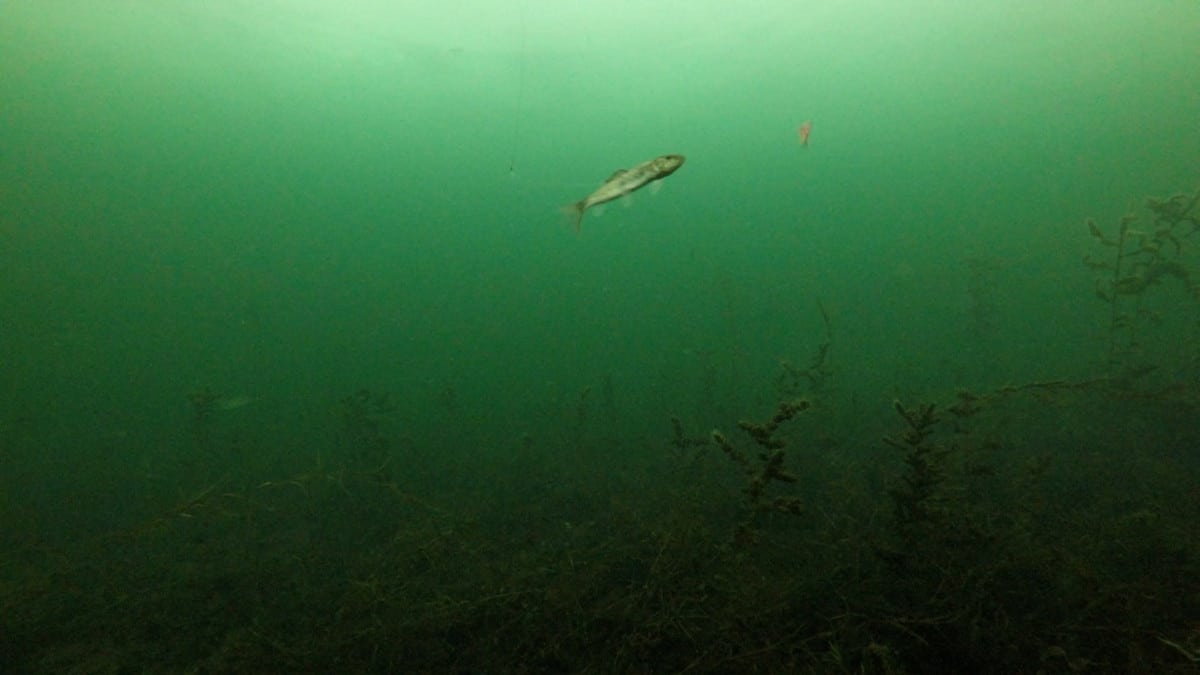 Sucker minnow