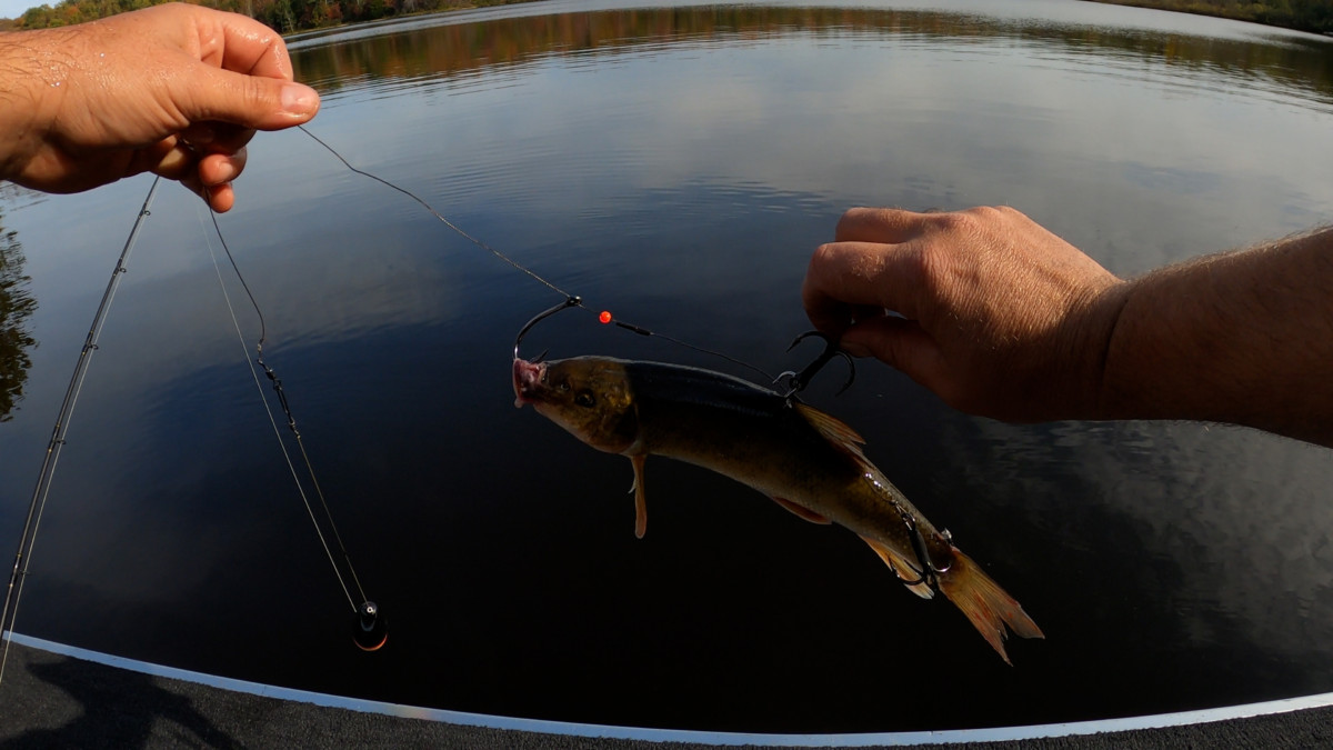 sucker minnow